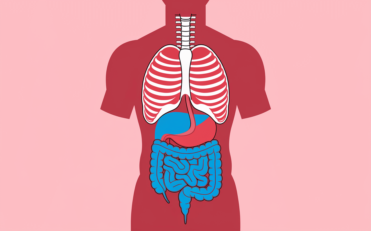 schéma colonne vertébrale et muscle psoas rouge intestin bleu douleur psoas et intestin
