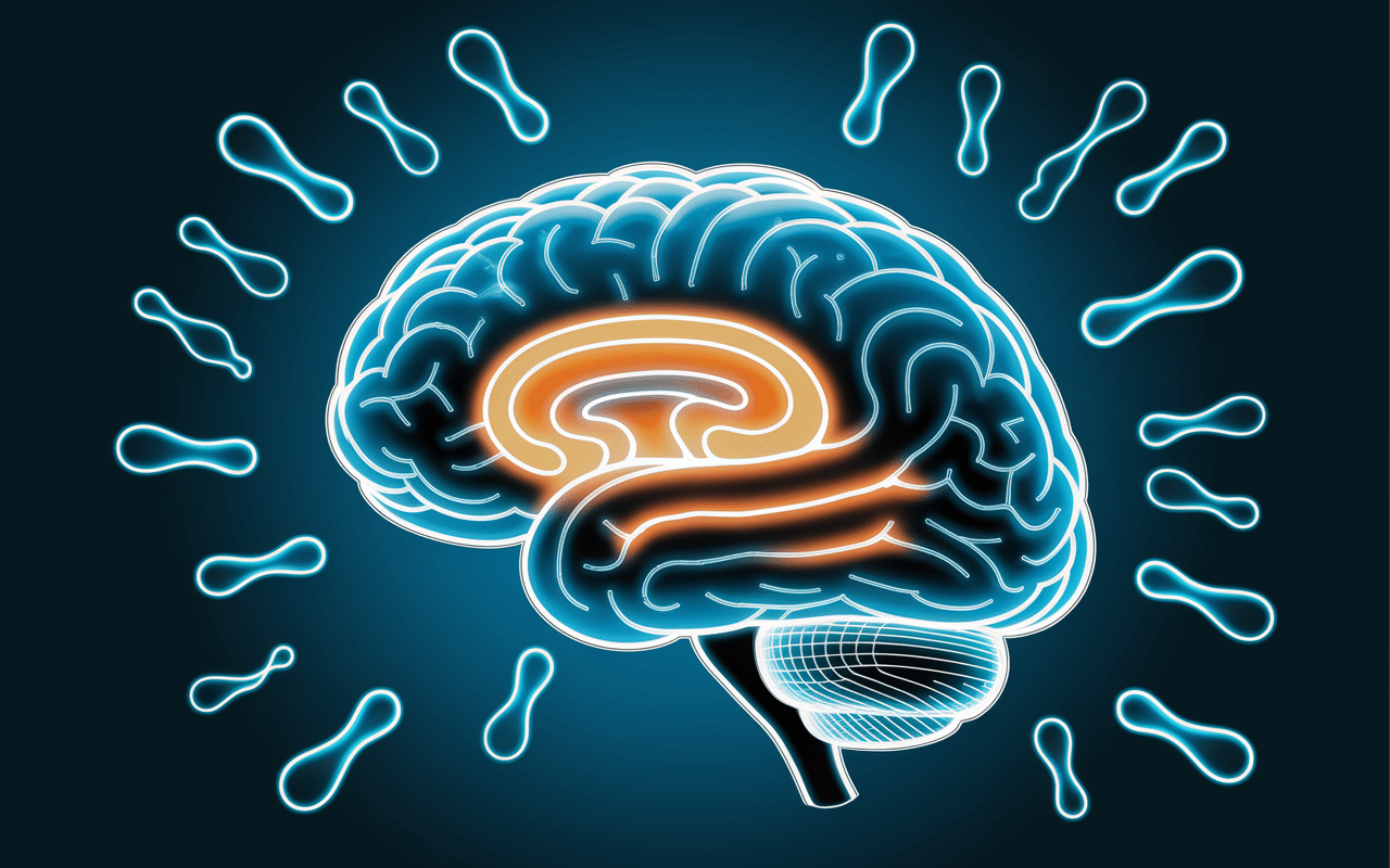 Schéma nervicil action sur le système nerveux