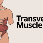 transverse muscle anatomie ceinture naturelle abdomen