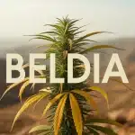 Illustration numérique plante Beldia résine dorée Rif marocain