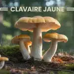 Illustration vectorielle de clavaire jaune en forêt
