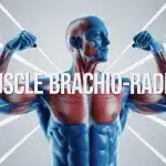 Illustration vectorielle du muscle brachio-radial en bleu sur avant-bras stylisé