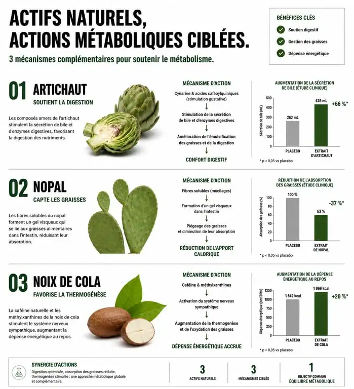 Infographie explicative du fonctionnement des actifs naturels Anaca 3 pour la perte de poids