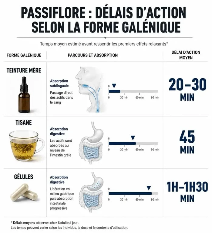 Infographie sur les délais d'action de la passiflore selon la forme galénique pour comprendre combien de temps la passiflore met à agir