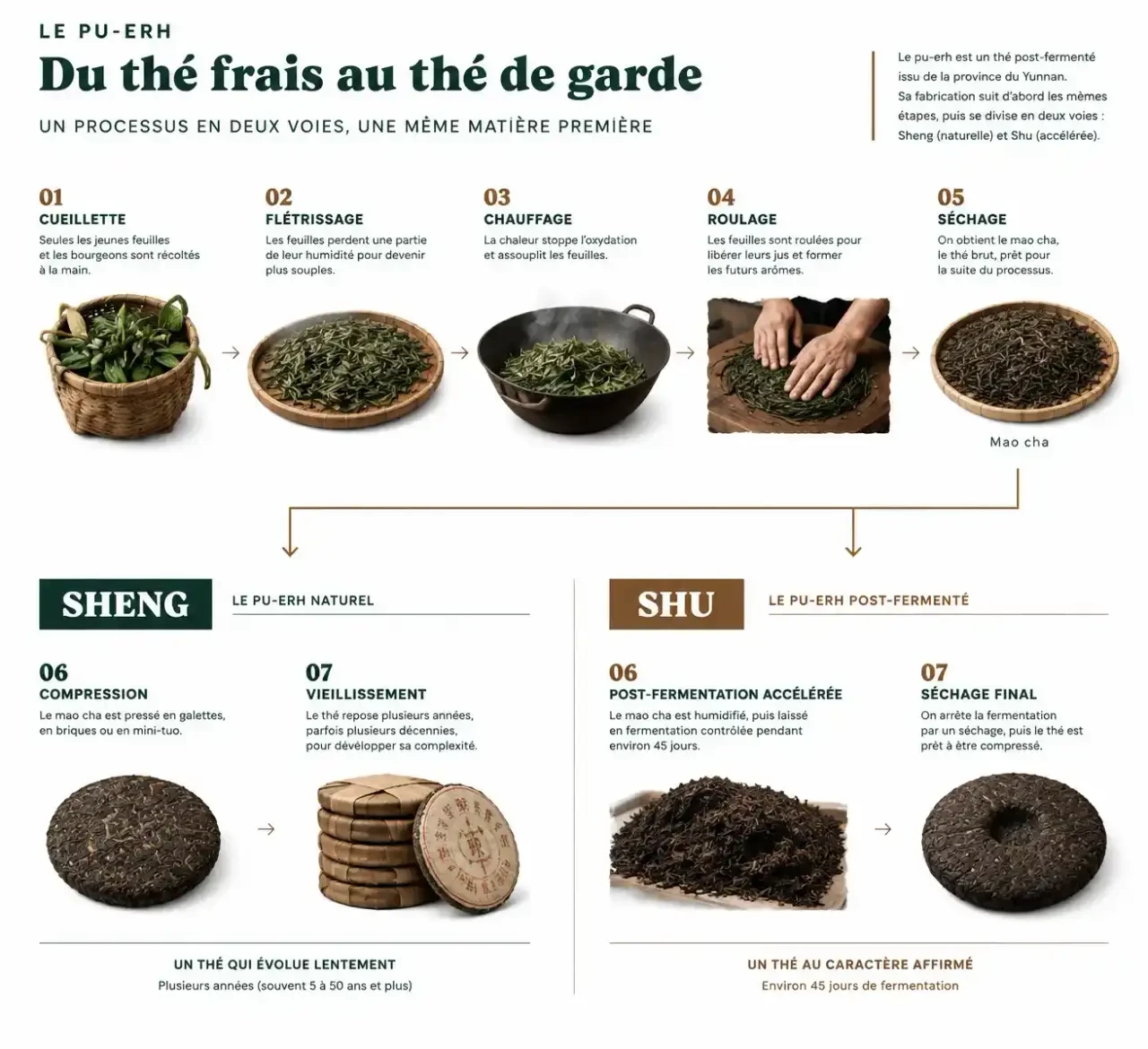 Schéma de fabrication du thé pu erh, de la cueillette au Sheng et au Shu