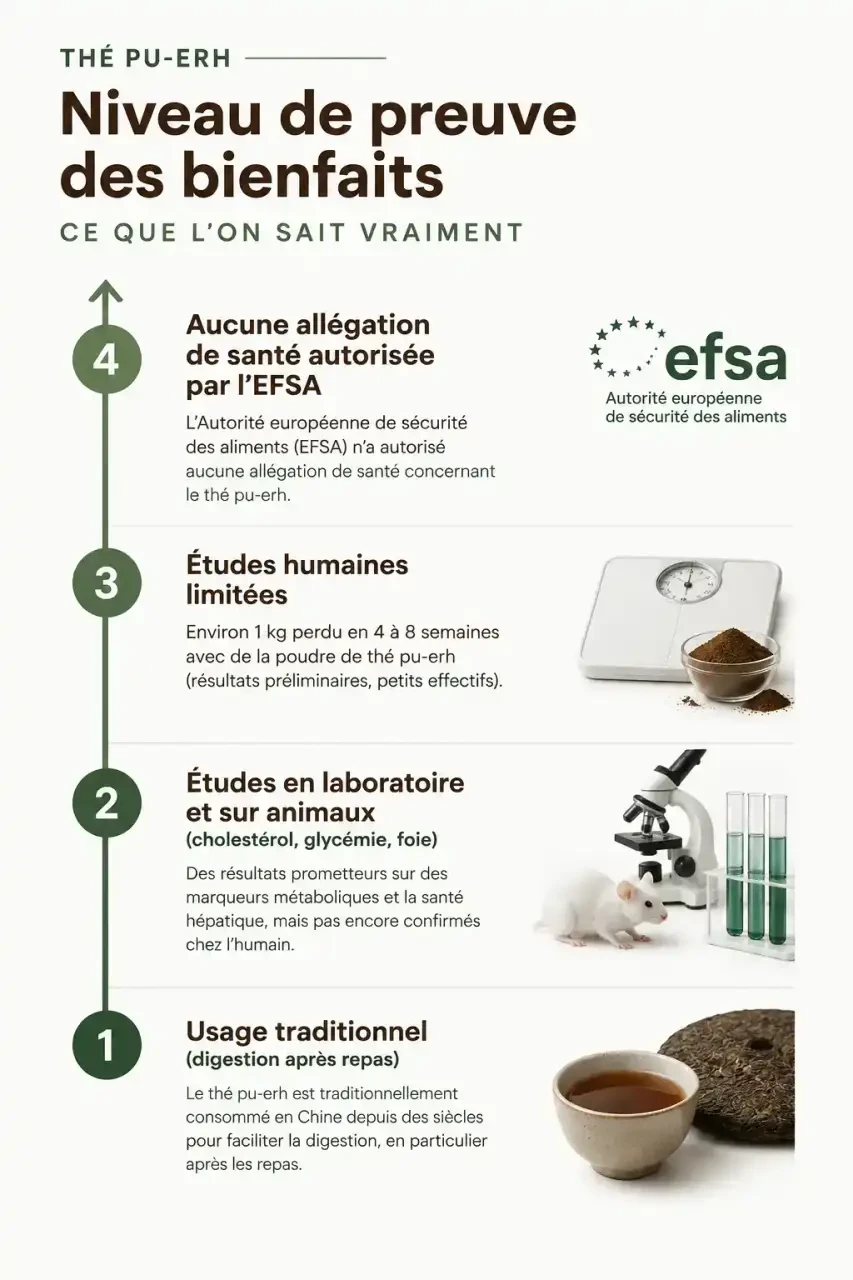 Échelle des niveaux de preuve des bienfaits du thé pu erh : tradition, études animales, études humaines limitées, absence d'allégation de santé